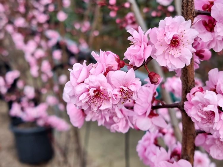 Prunus blireana. Common name - Purple Leafed Plum, Flowering Plum