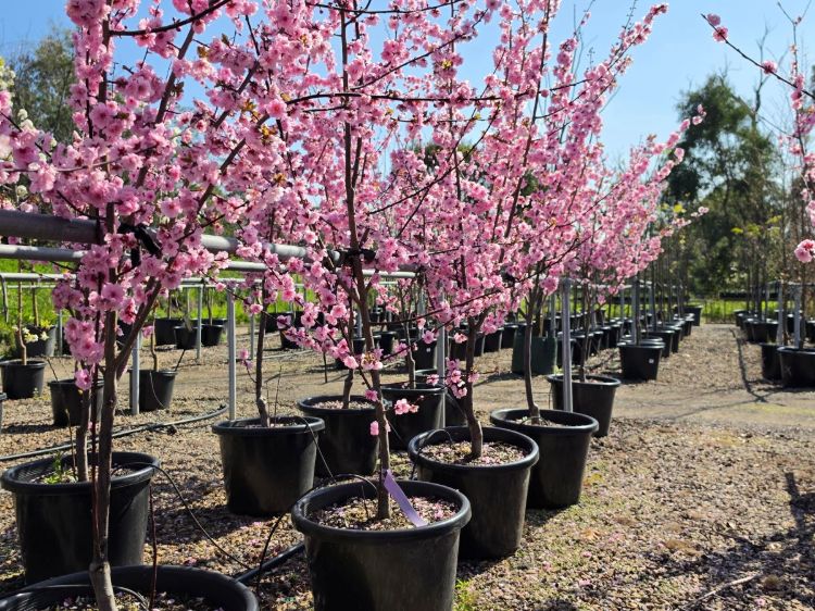 Prunus blireana. Common name - Purple Leafed Plum, Flowering Plum