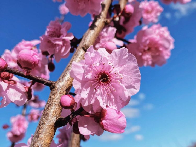 Prunus blireana. Common name - Purple Leafed Plum, Flowering Plum