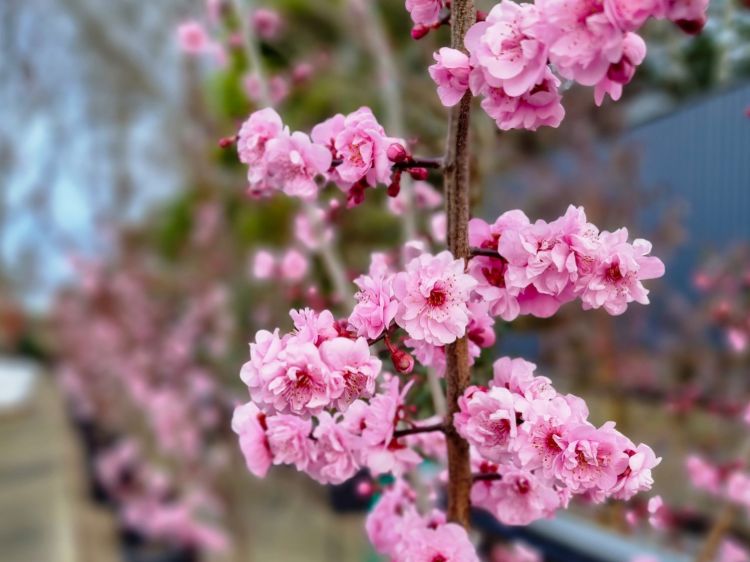 Prunus blireana. Common name - Purple Leafed Plum, Flowering Plum
