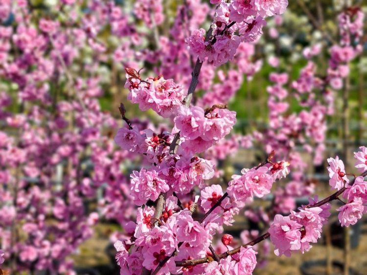 Prunus blireana. Common name - Purple Leafed Plum, Flowering Plum