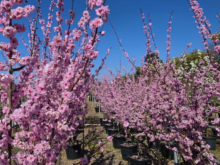Prunus blireana. Common name - Purple Leafed Plum, Flowering Plum