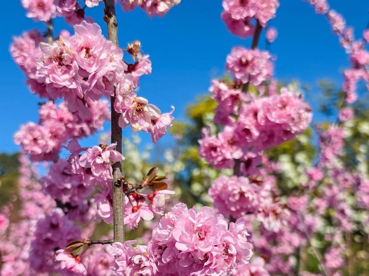 Prunus blireana. Common name - Purple Leafed Plum, Flowering Plum