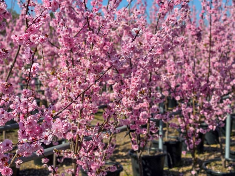 Prunus blireana. Common name - Purple Leafed Plum, Flowering Plum