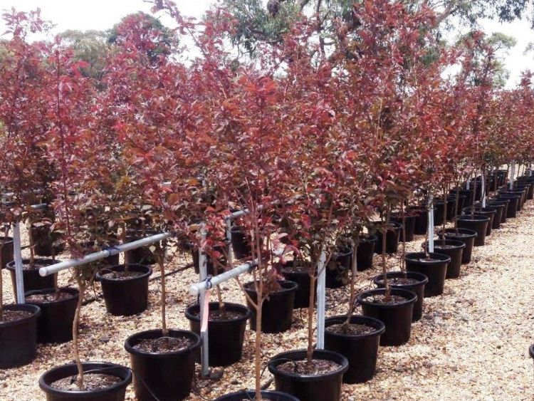 Prunus blireana. Common name - Purple Leafed Plum, Flowering Plum