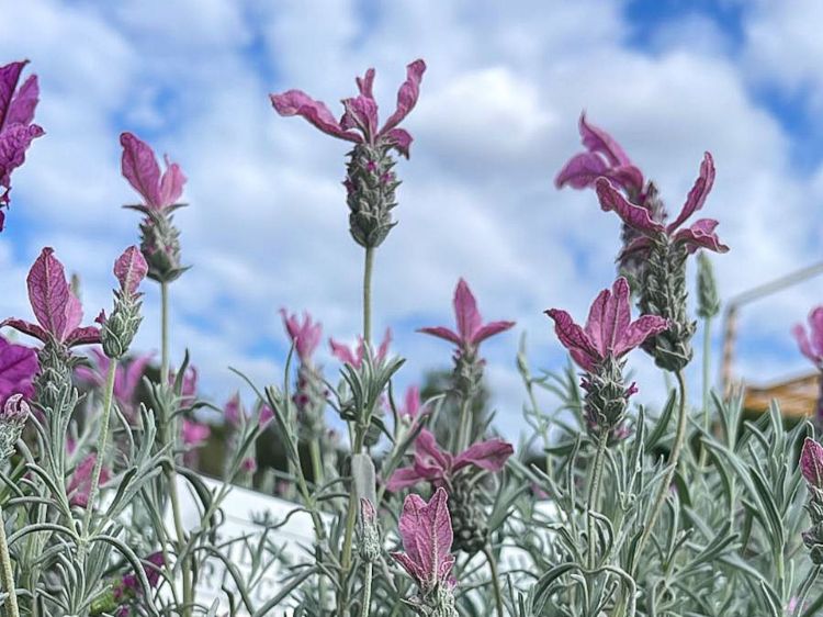 Lavandula hybrida The Silver Princess PBR. Common name - Lavender, Lavinnova