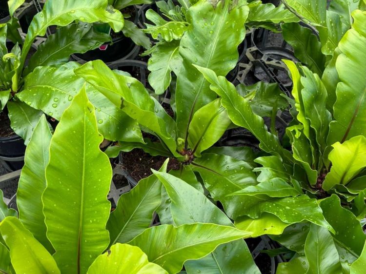 Asplenium australasicum. Common name - Birds Nest Fern, Crows Nest Fern