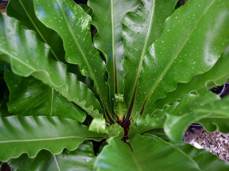 Asplenium australasicum. Common name - Birds Nest Fern, Crows Nest Fern
