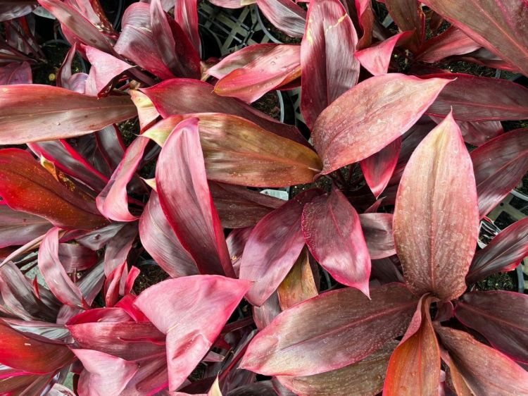 Cordyline fruticosa Rubra. Common name - Red Cabbage Tree, Cabbage Palm, Good Luck Plant, Palm Lily, Ti Plant