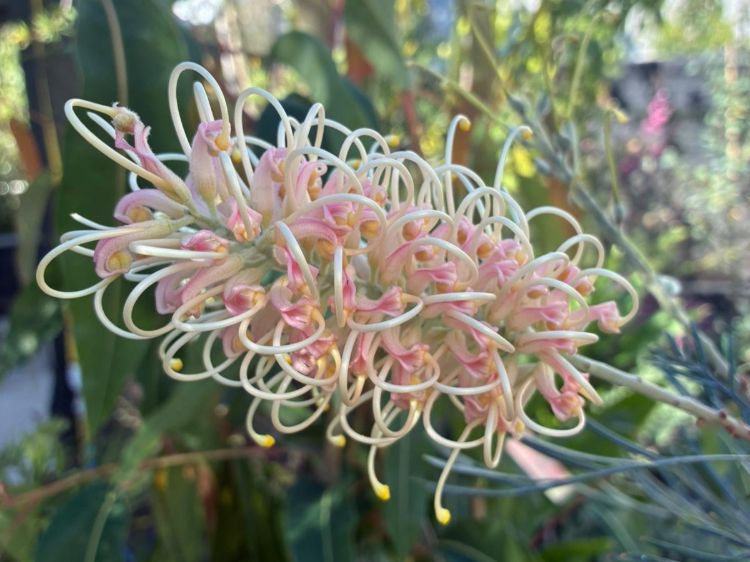 Grevillea hybrida Caloundra Gem. Common Name - Spider Flower, Toothbrush Plant.