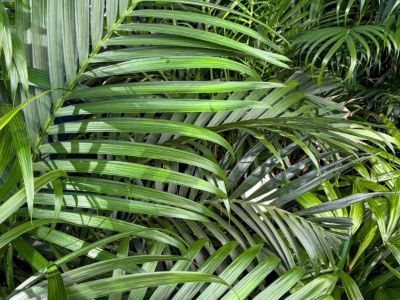 Howea forsteriana. Common name - Syn Kentia forsteriana, Grisebachia forsteriana, Kentia Palm, Thatch Palm