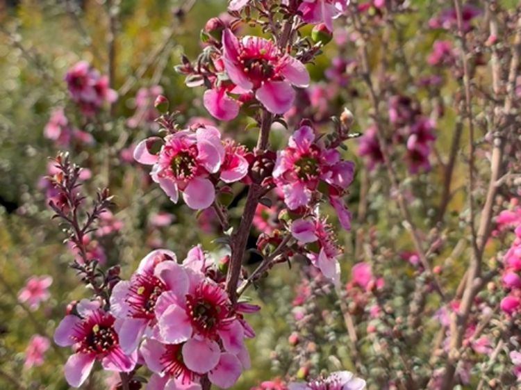 Leptospermum hybrida Aussie Blossom Alicia Rose. Common name - Tea Tree, Australian Cherry Blossom,