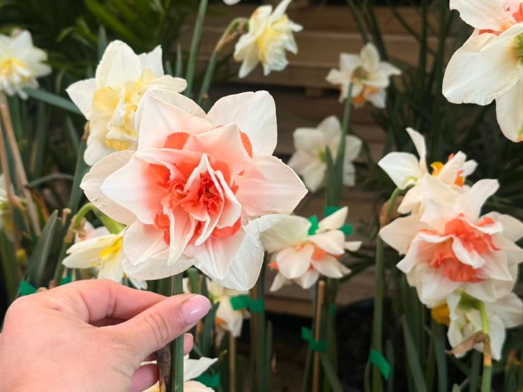Narcissus hybrida Replete. Common name - Double Daffodil