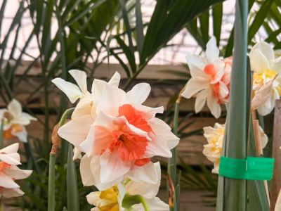 Narcissus hybrida Replete. Common name - Double Daffodil
