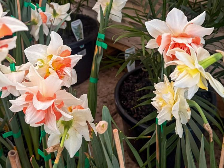 Narcissus hybrida Replete. Common name - Double Daffodil