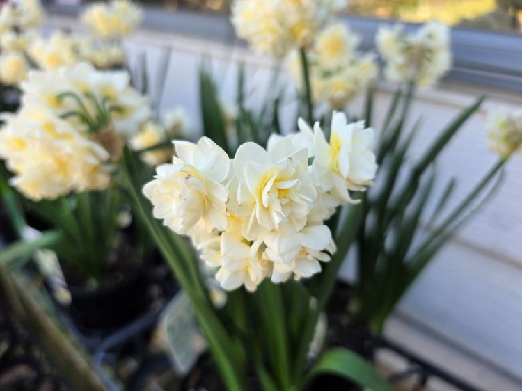 Narcissus jonquilla Erlicheer. Common name - Jonquil