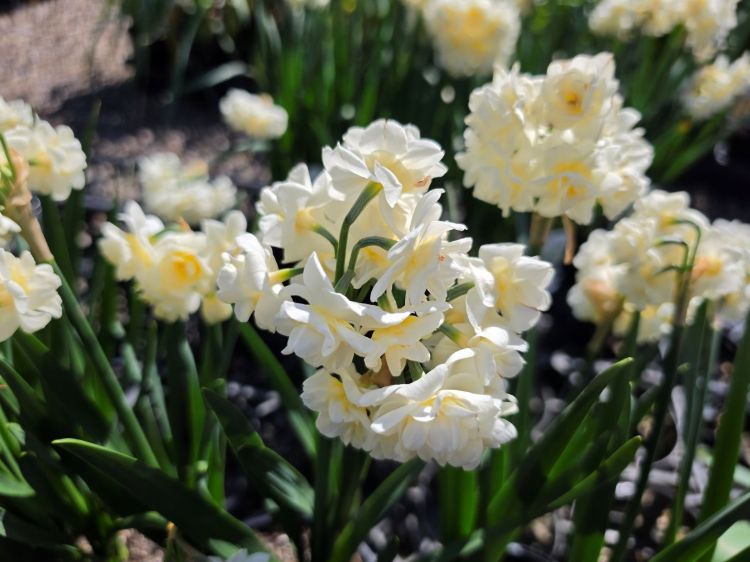 Narcissus jonquilla Erlicheer. Common name - Jonquil