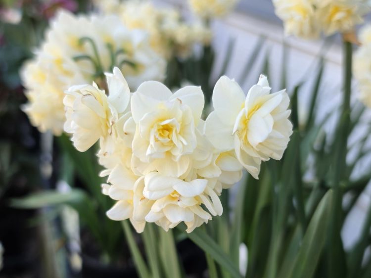 Narcissus jonquilla Erlicheer. Common name - Jonquil