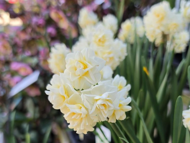 Narcissus jonquilla Erlicheer. Common name - Jonquil