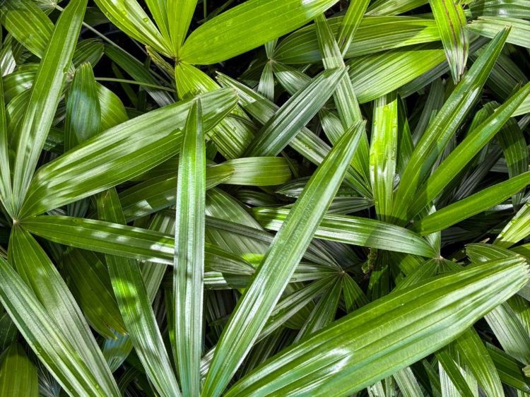 Rhapis excelsa. Common name - Broadleaf Lady Palm, Broad Leaf Lady Palm