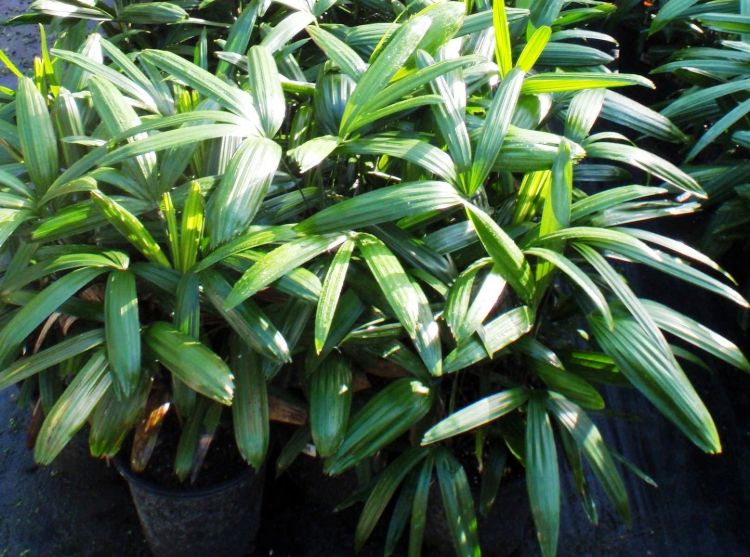 Rhapis excelsa. Common name - Broadleaf Lady Palm, Broad Leaf Lady Palm