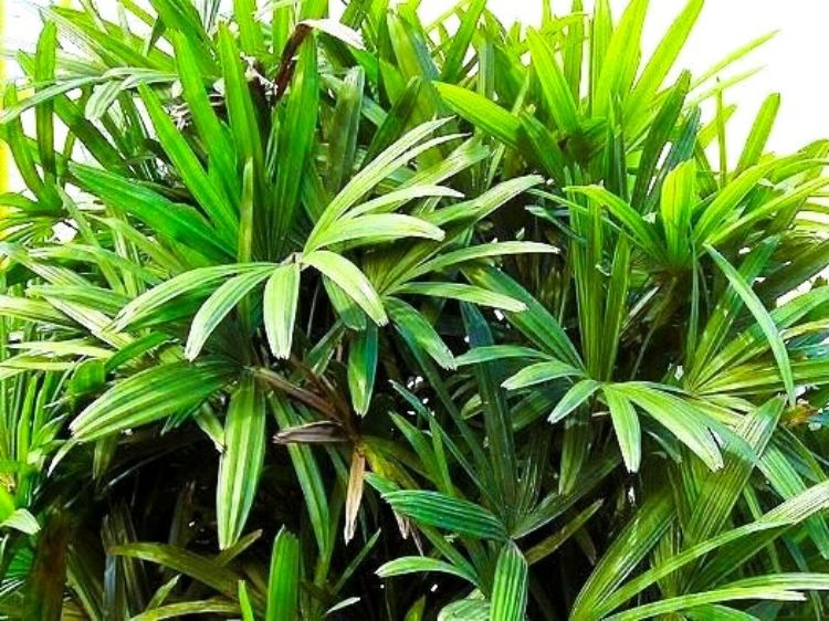 Rhapis excelsa. Common name - Broadleaf Lady Palm, Broad Leaf Lady Palm