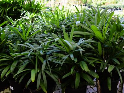Rhapis excelsa. Common name - Broadleaf Lady Palm, Broad Leaf Lady Palm