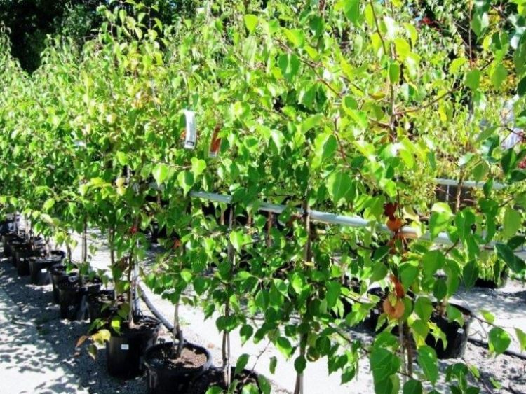 Pyrus ussuriensis. Common name - Syn Pyrus simonii, Pyrus sinensis, Manchurian Pear, Ussurian Pear, Harbin Pear, Flowering Pear