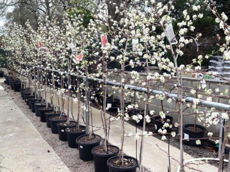 Pyrus ussuriensis. Common name - Syn Pyrus simonii, Pyrus sinensis, Manchurian Pear, Ussurian Pear, Harbin Pear, Flowering Pear