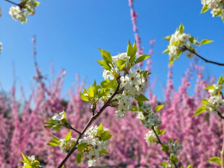 Pyrus ussuriensis. Common name - Syn Pyrus simonii, Pyrus sinensis, Manchurian Pear, Ussurian Pear, Harbin Pear, Flowering Pear