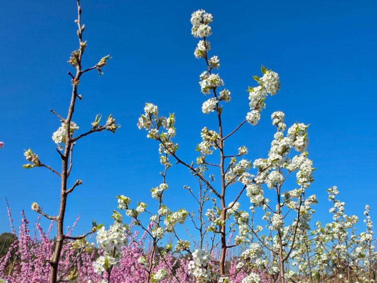 Pyrus ussuriensis. Common name - Syn Pyrus simonii, Pyrus sinensis, Manchurian Pear, Ussurian Pear, Harbin Pear, Flowering Pear