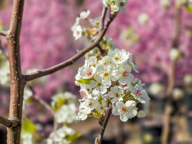 Pyrus ussuriensis. Common name - Syn Pyrus simonii, Pyrus sinensis, Manchurian Pear, Ussurian Pear, Harbin Pear, Flowering Pear