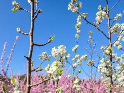 Pyrus ussuriensis. Common name - Syn Pyrus simonii, Pyrus sinensis, Manchurian Pear, Ussurian Pear, Harbin Pear, Flowering Pear