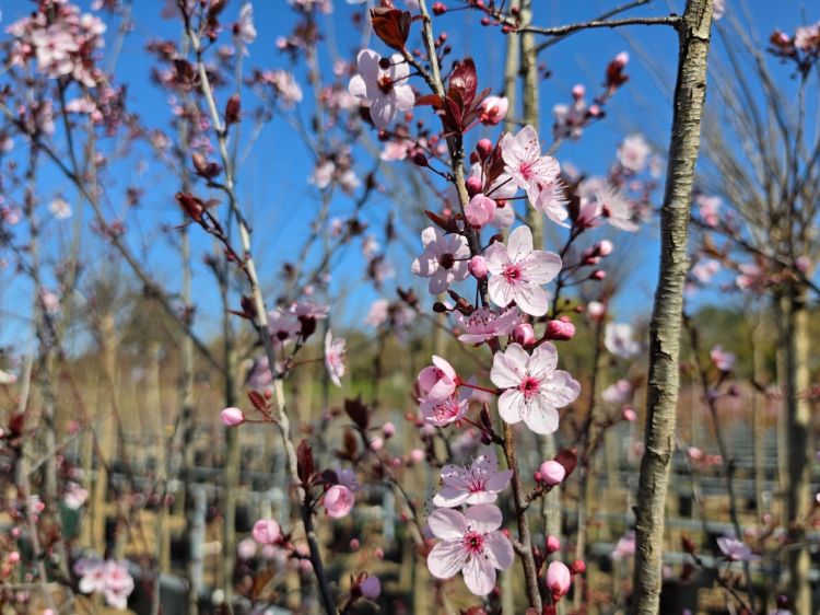 Prunus cerasifera Nigra. Common name - Purple Leaf Cherry Plum, Flowering Plum, Canada Plum