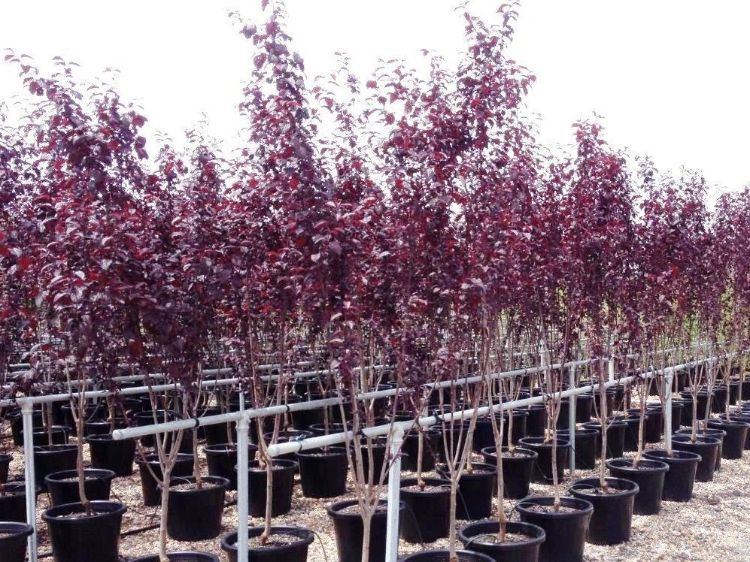 Prunus cerasifera Nigra. Common name - Purple Leaf Cherry Plum, Flowering Plum, Canada Plum