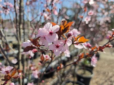 Prunus cerasifera Nigra. Common name - Purple Leaf Cherry Plum, Flowering Plum, Canada Plum