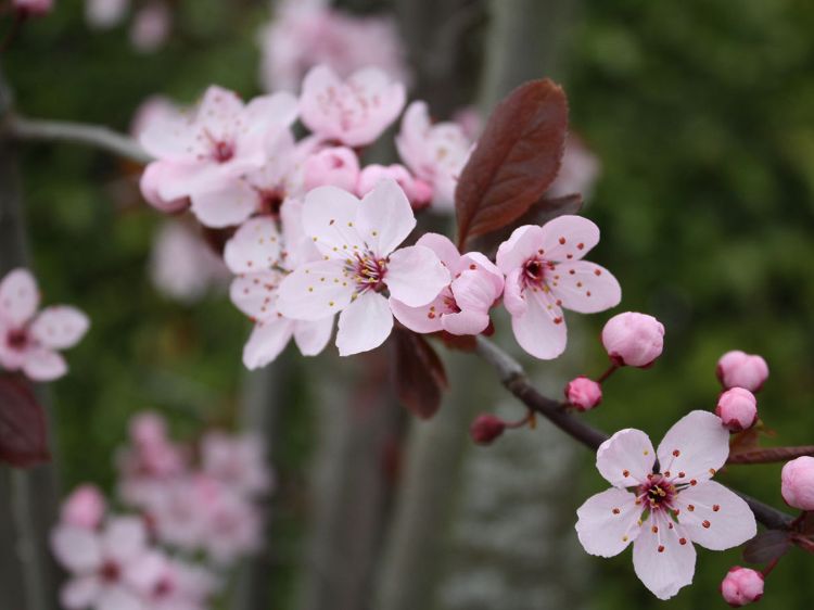 Prunus cerasifera Nigra. Common name - Purple Leaf Cherry Plum, Flowering Plum, Canada Plum