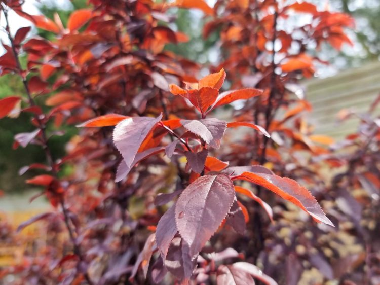 Prunus cerasifera Nigra. Common name - Purple Leaf Cherry Plum, Flowering Plum, Canada Plum