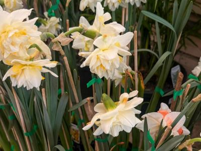 Narcissus tazetta White Lion. Common Name - Bunch Flowered Daffodil