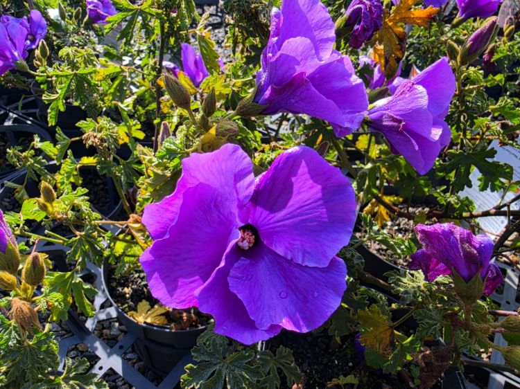 Alyogyne huegelii East Coast Gem. Common name - Native Hibiscus