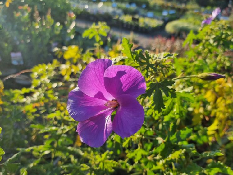 Alyogyne huegelii East Coast Gem. Common name - Native Hibiscus