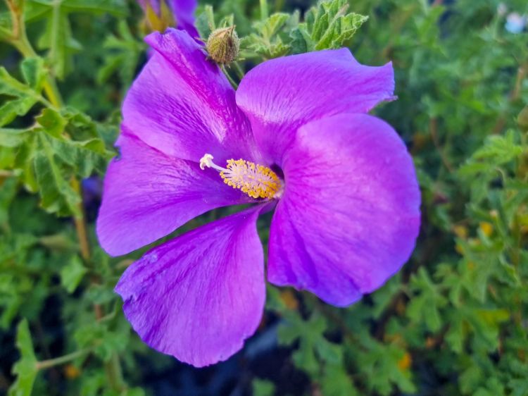 Alyogyne huegelii East Coast Gem. Common name - Native Hibiscus