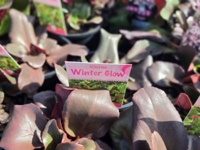 Bergenia cordifolia Winter Glow. Common Name - Heartleaf Bergenia