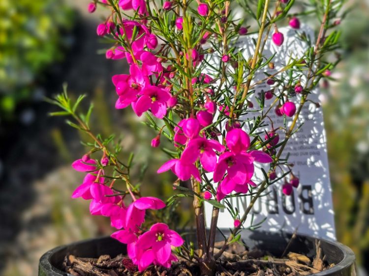 Boronia hybrida Flamingo. Common Name - Boronia, KPB29