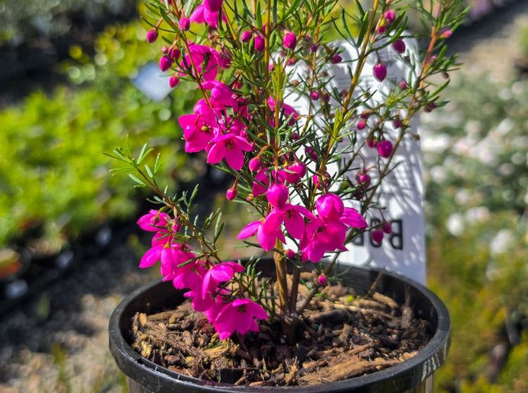 Boronia hybrida Flamingo. Common Name - Boronia, KPB29