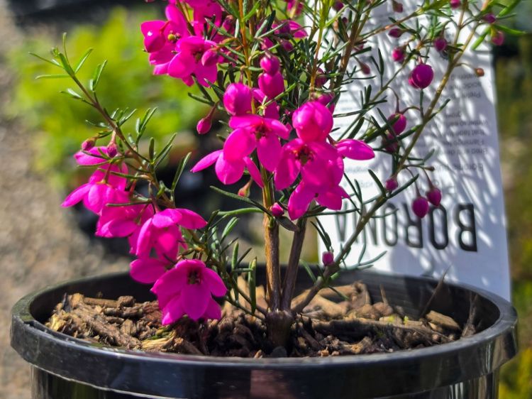 Boronia hybrida Flamingo. Common Name - Boronia, KPB29