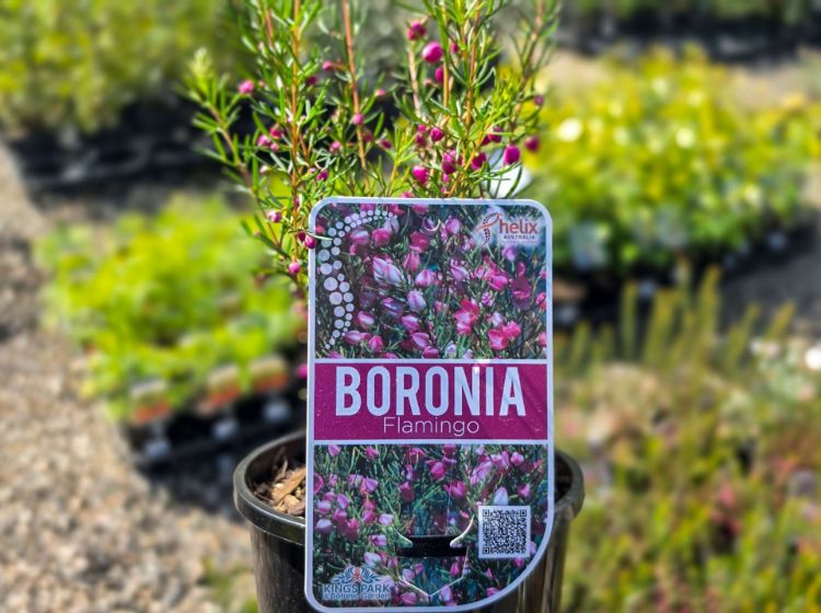 Boronia hybrida Flamingo. Common Name - Boronia, KPB29
