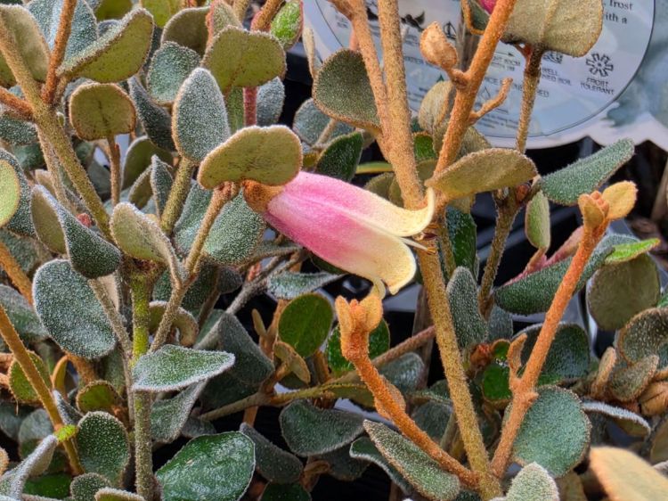 Correa alba Hybrid. Common Name - White Correa