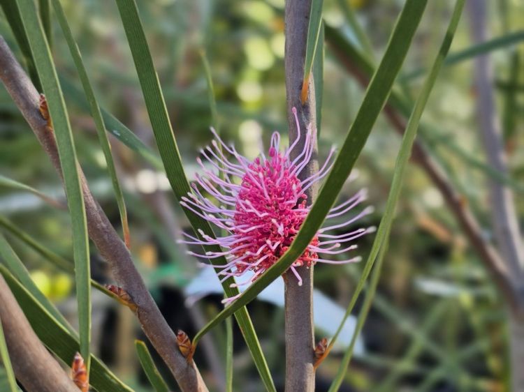 Hakea multilineata. Common name - Grass Leaved Hakea