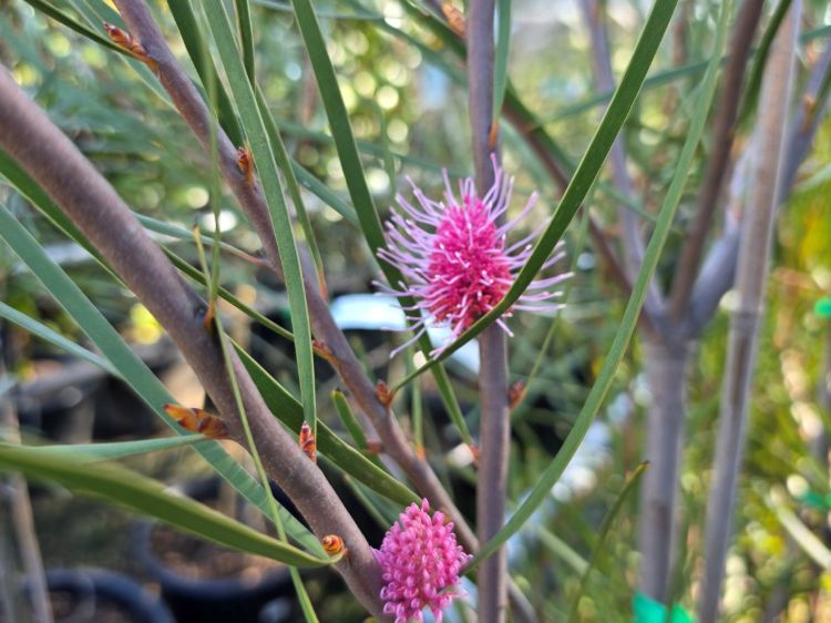 Hakea multilineata. Common name - Grass Leaved Hakea